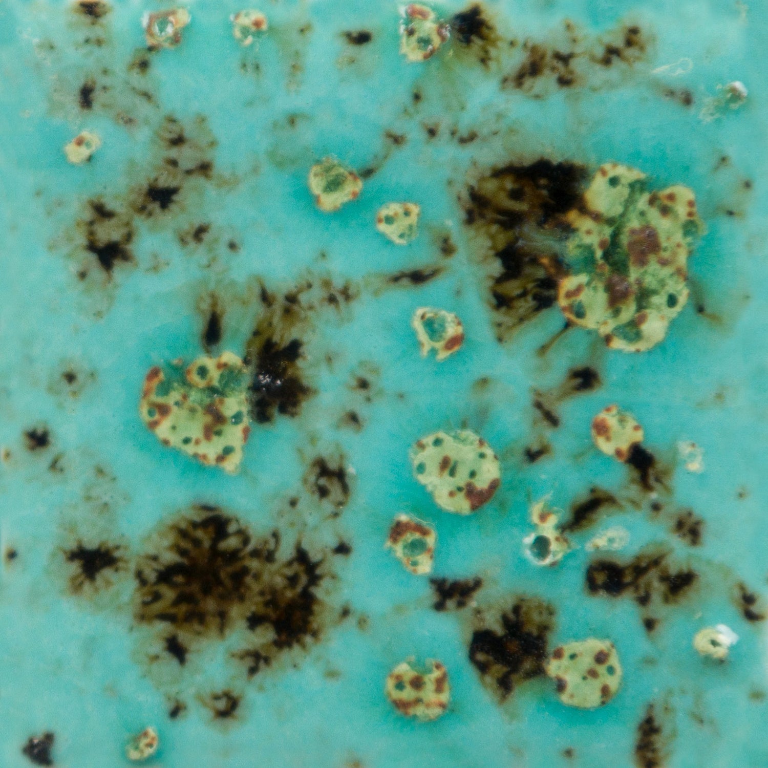 Email Mayco Jungle Gems - Blue guppy - CG1008